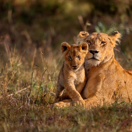 https://istanbulmice.com.tr/wp-content/uploads/2021/06/kenya4-1200x800-540x540.jpg